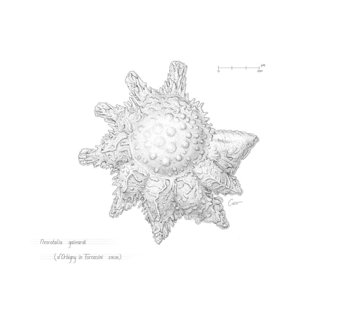 Drawing of Foraminifera (tiny shells) species: Neorotalia gaimard